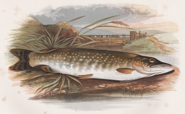 Pike